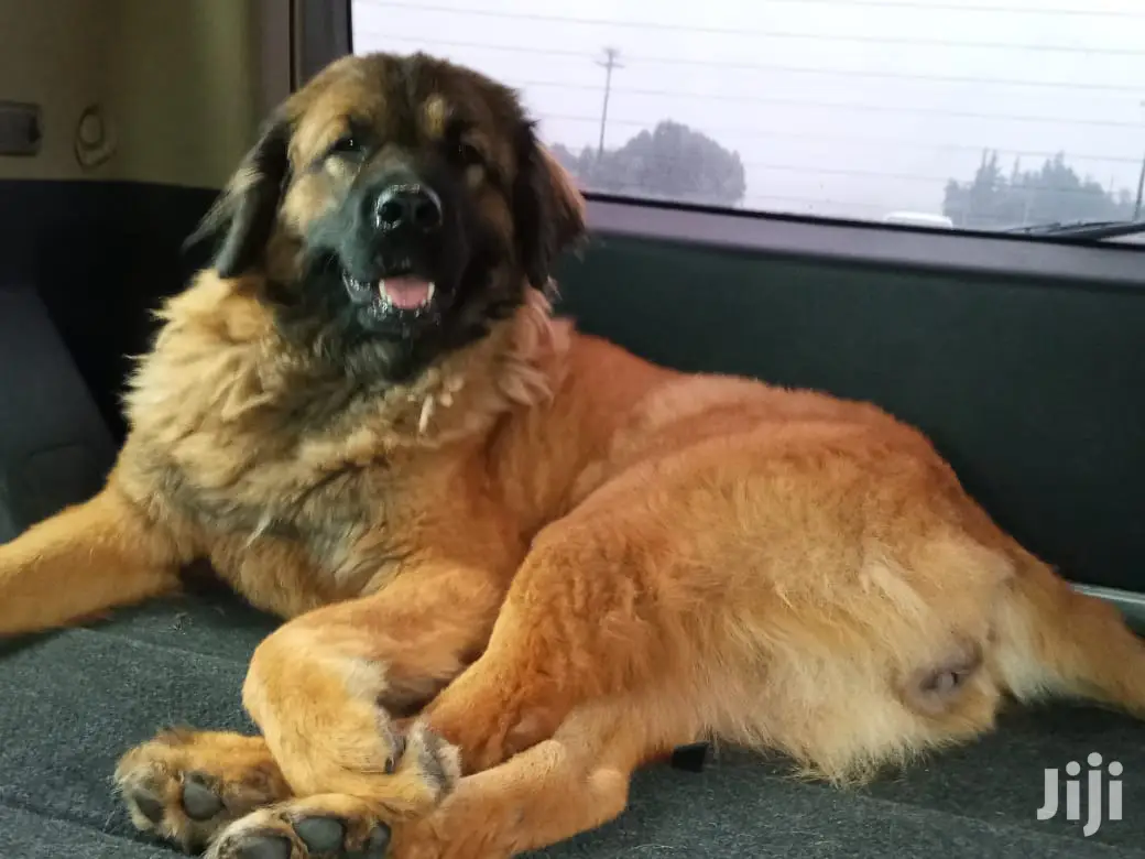 Adult Female Purebred Caucasian Shepherd