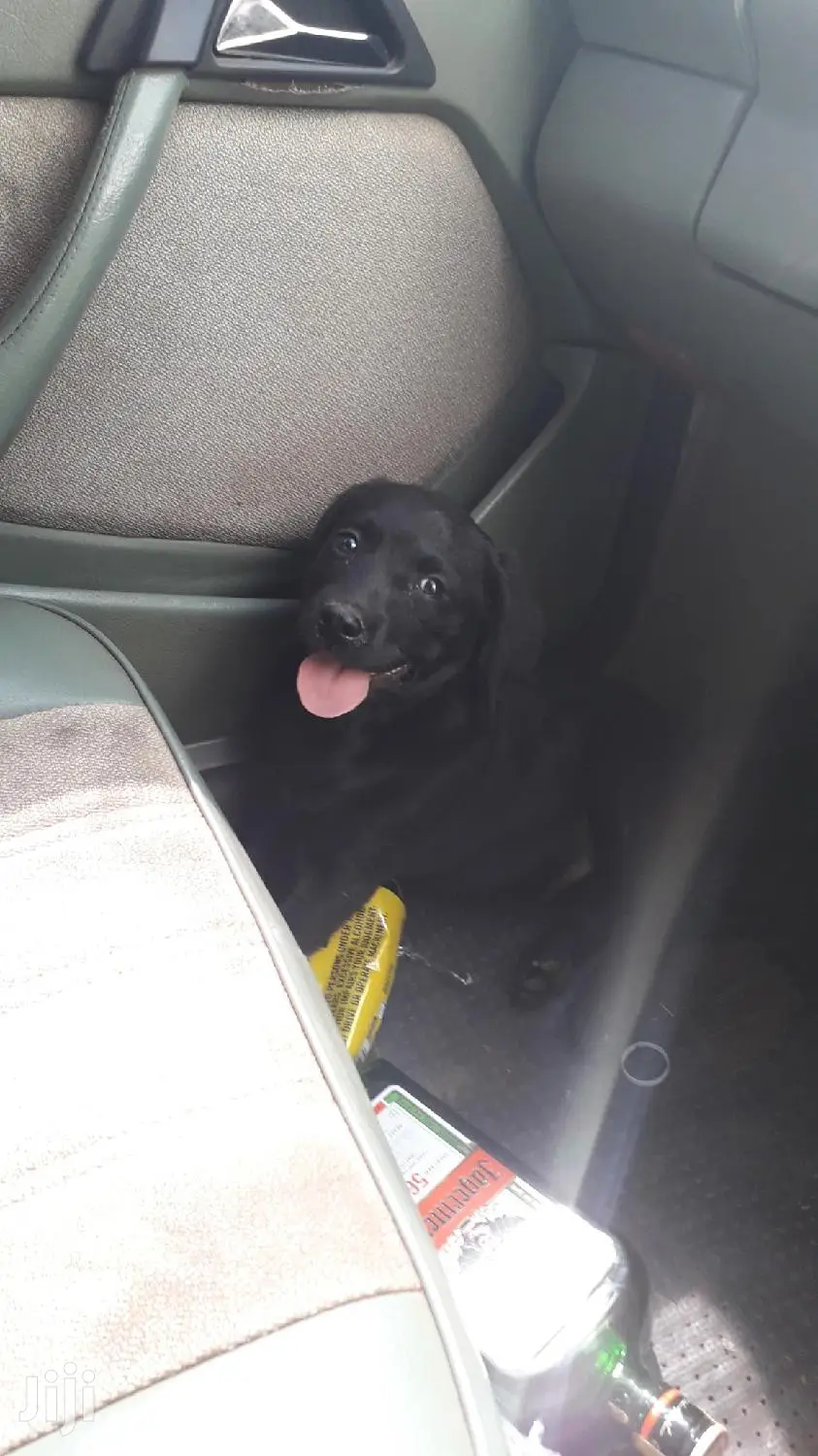 Baby Female Purebred Labrador Retriever