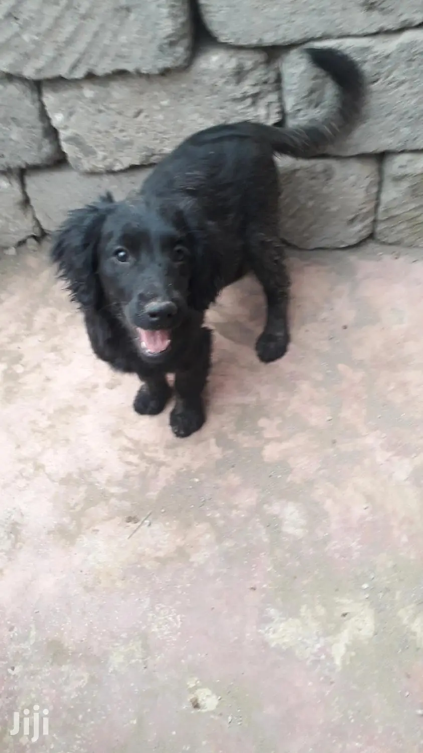 Baby Female Purebred English Cocker Spaniel
