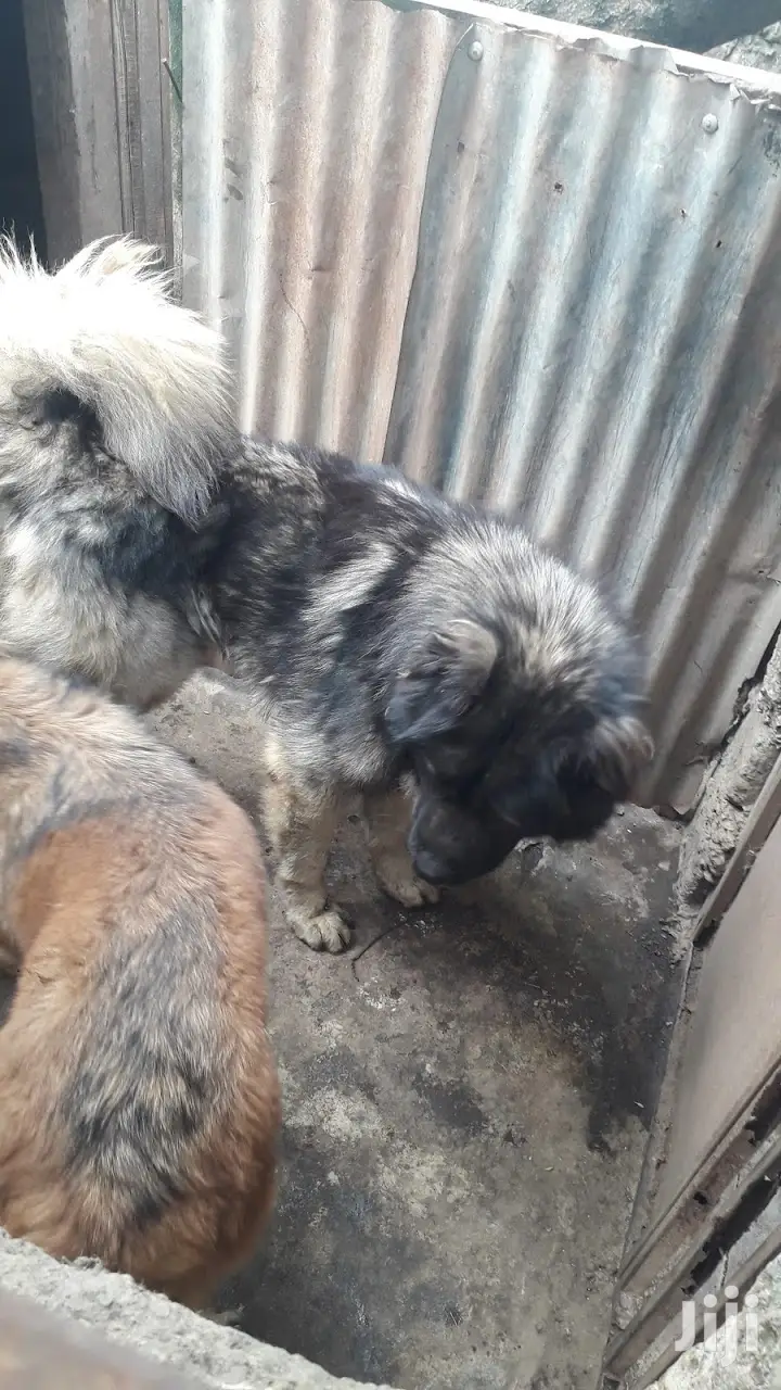 Adult Male Purebred Caucasian Shepherd