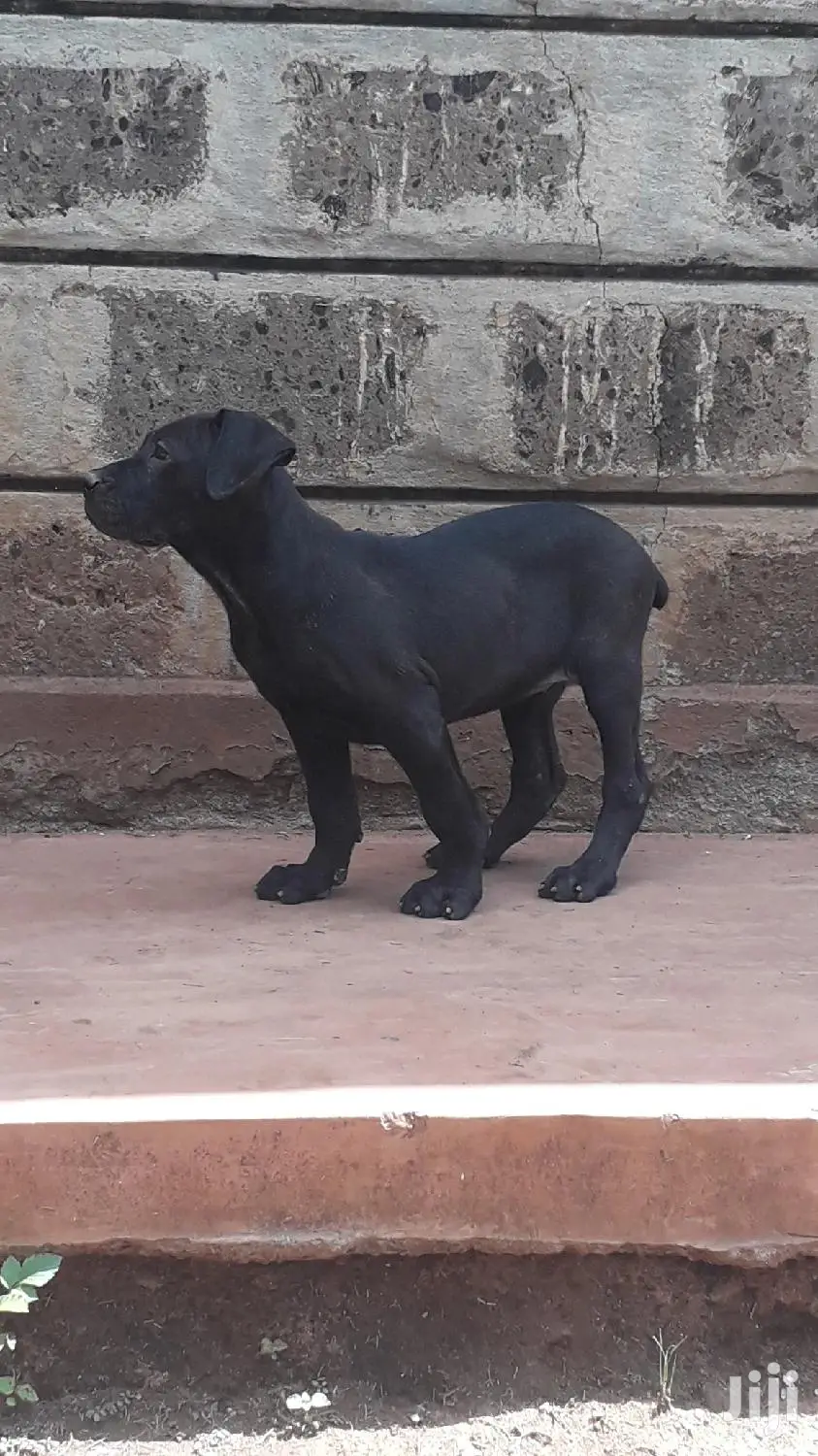 Baby Female Purebred Boerboel