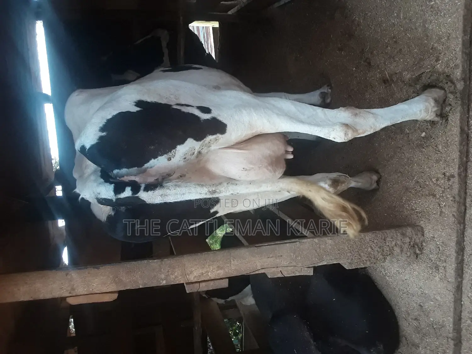 High Yielding Dairy Cows