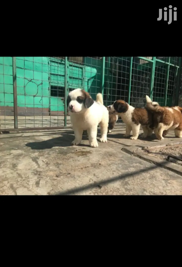 1-3 month Male Purebred Saint Bernard
