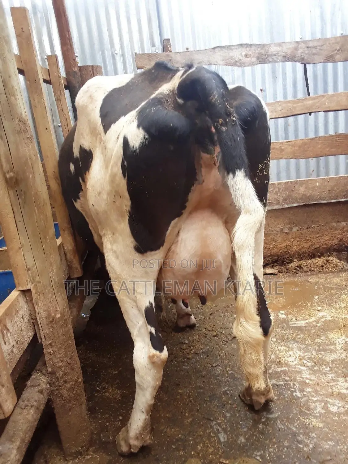 Pedigree High Yielding Dairy Cow