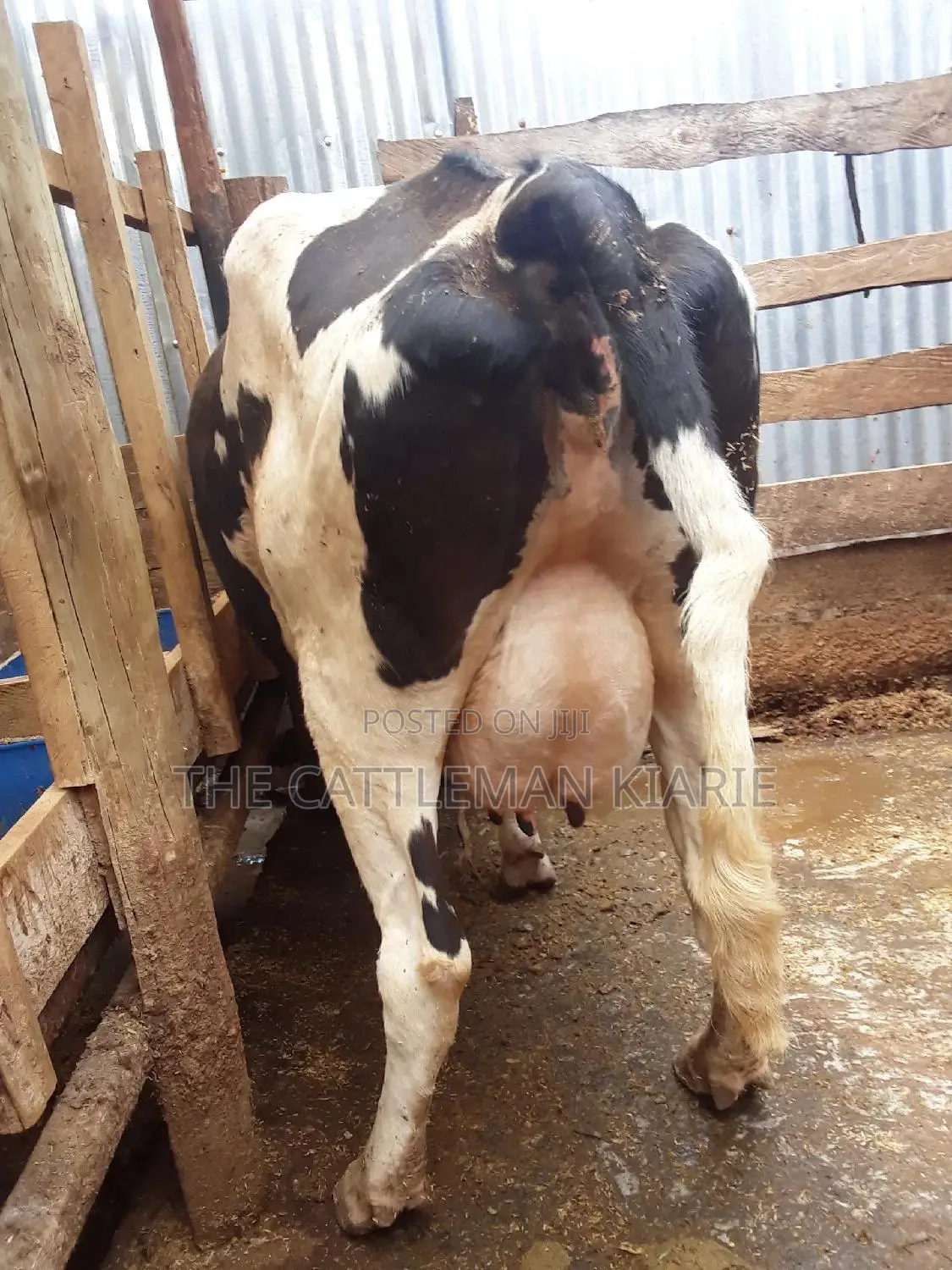Pedigree High Yielding Dairy Cow