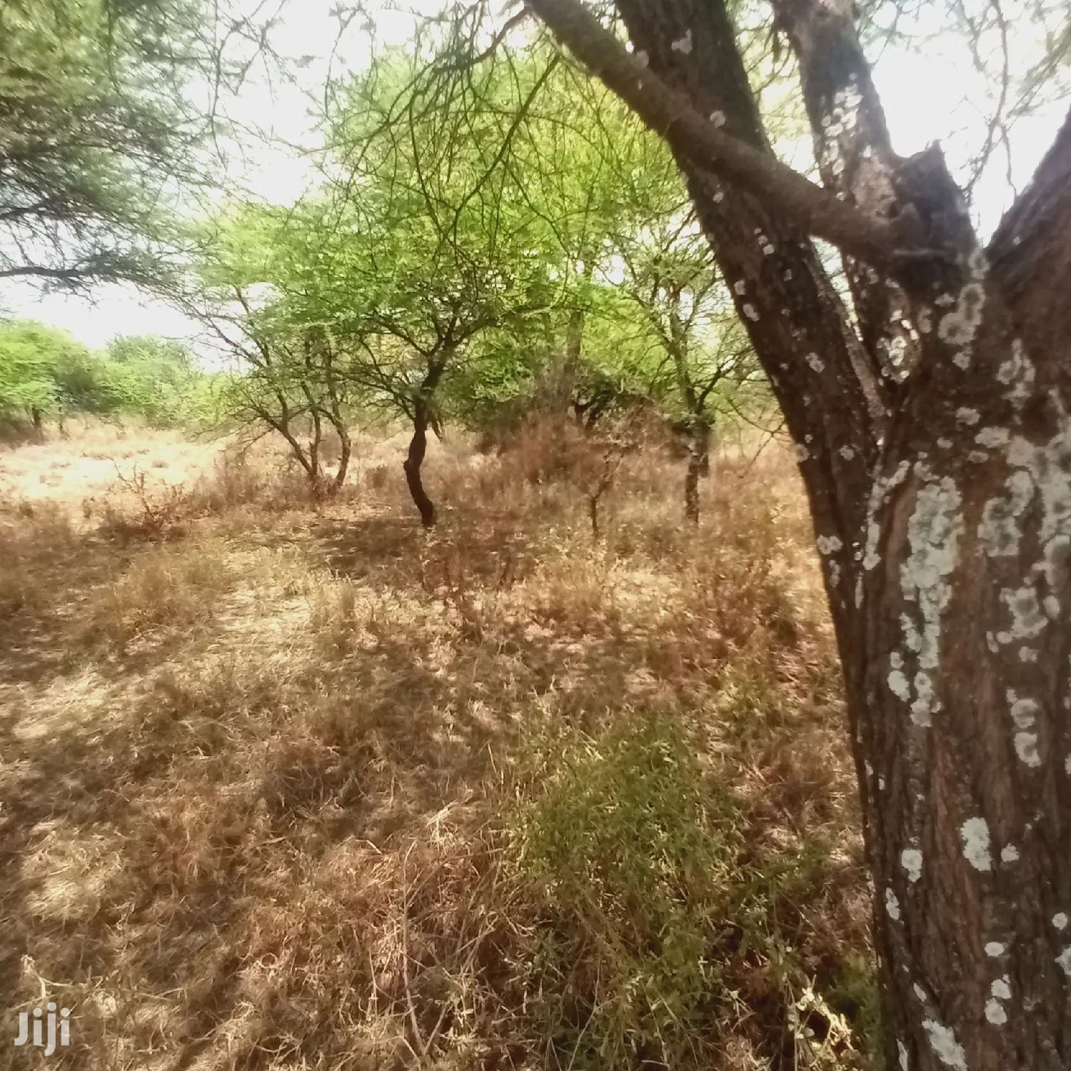 Prime 10 Acres Touching Tinga Najilei Road at 450k Per Acre