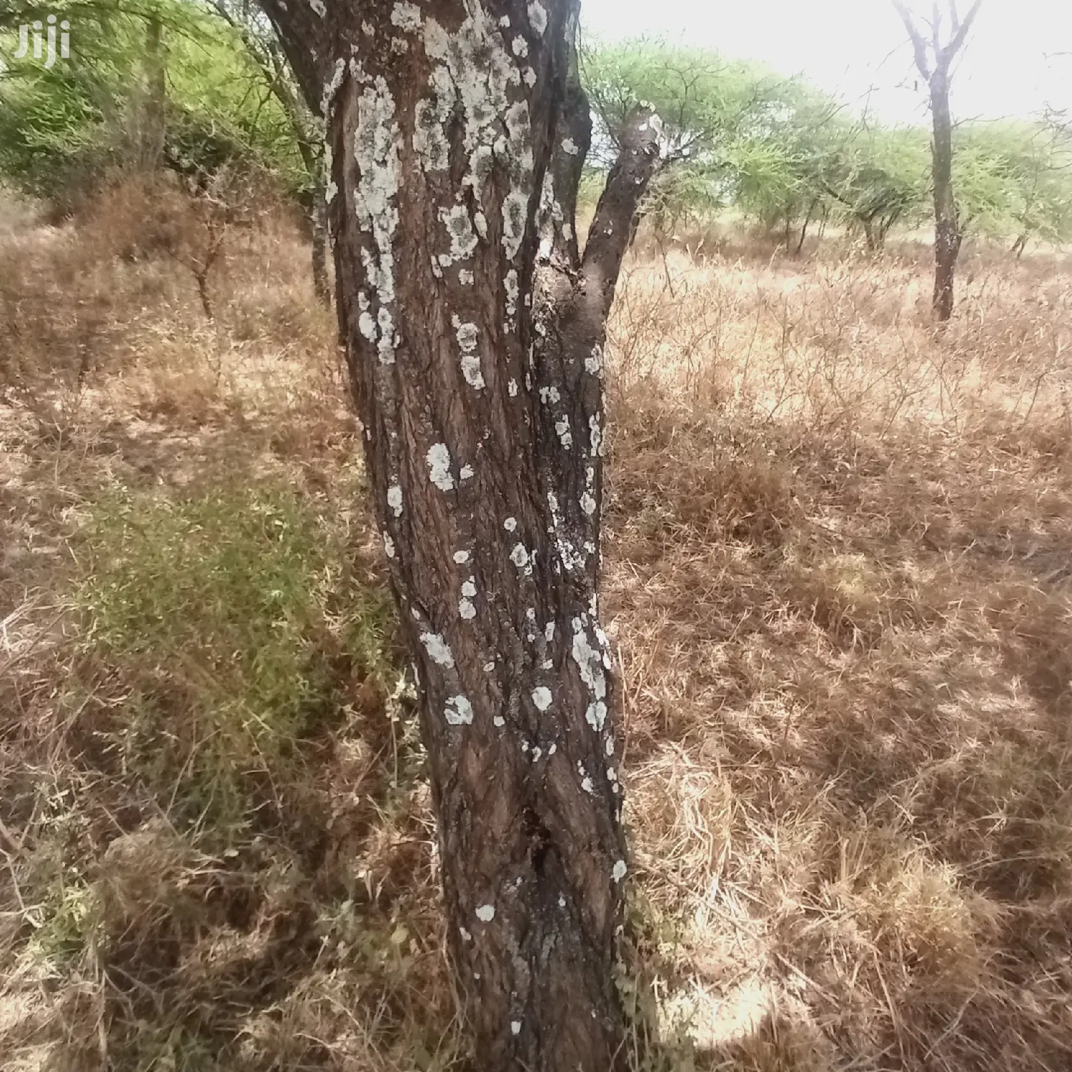 Prime 10 Acres Touching Tinga Najilei Road at 450k Per Acre