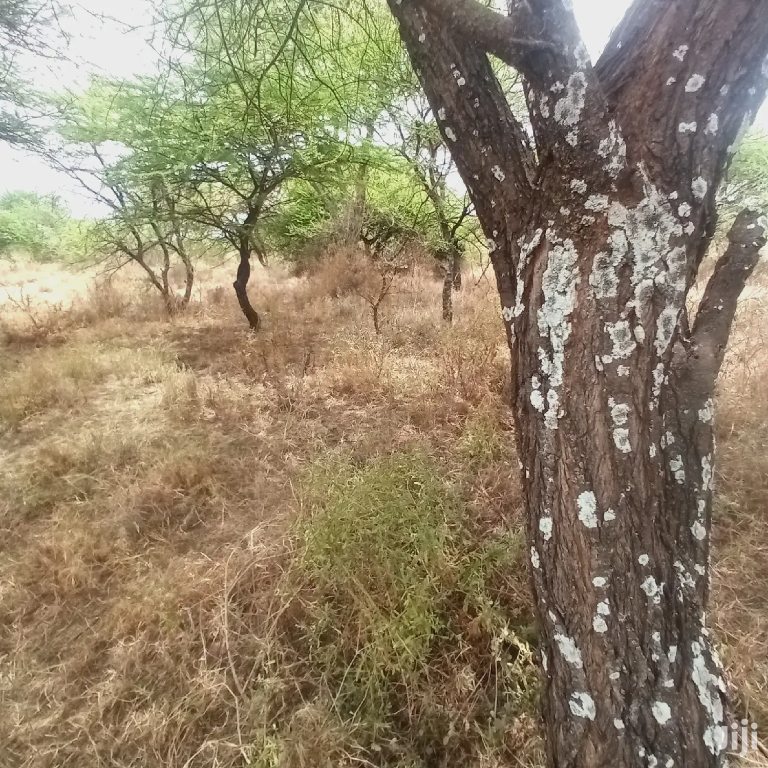 Prime 10 Acres Touching Tinga Najilei Road at 450k Per Acre