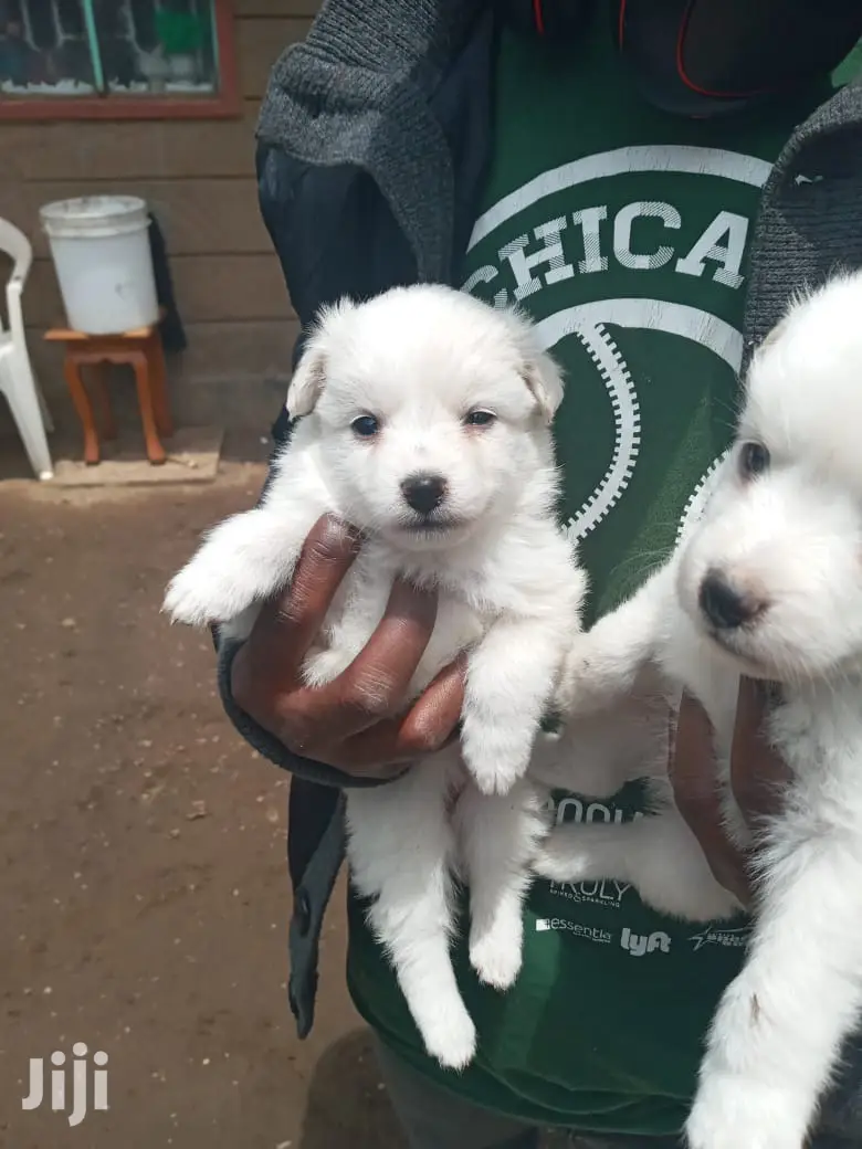 1-3 Month Female Purebred Japanese Spitz