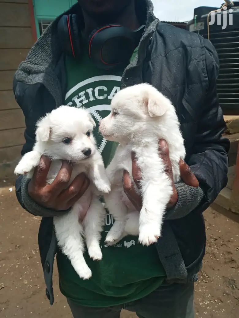 1-3 Month Female Purebred Japanese Spitz