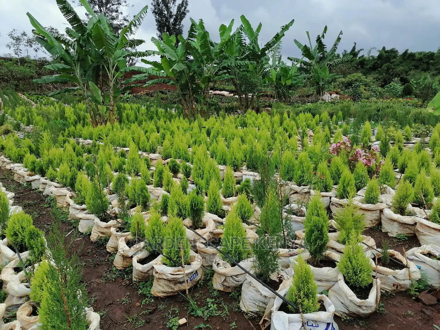 Thuja Cypress