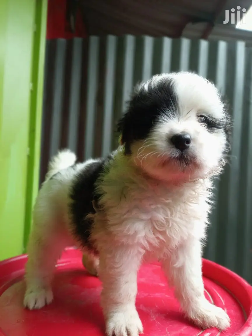 1-3 Month Male Purebred Maltese