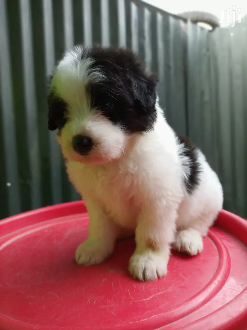 1-3 Month Male Purebred Maltese