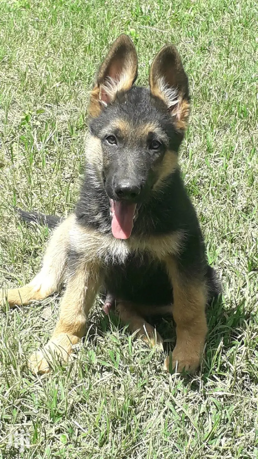 1-3 Month Male Purebred German Shepherd