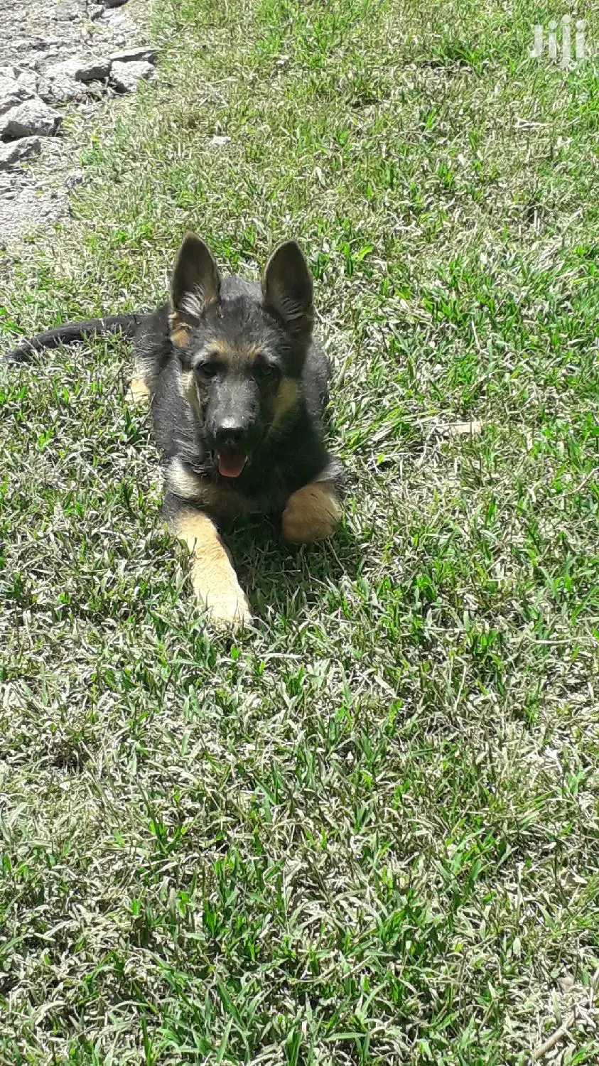 1-3 Month Male Purebred German Shepherd