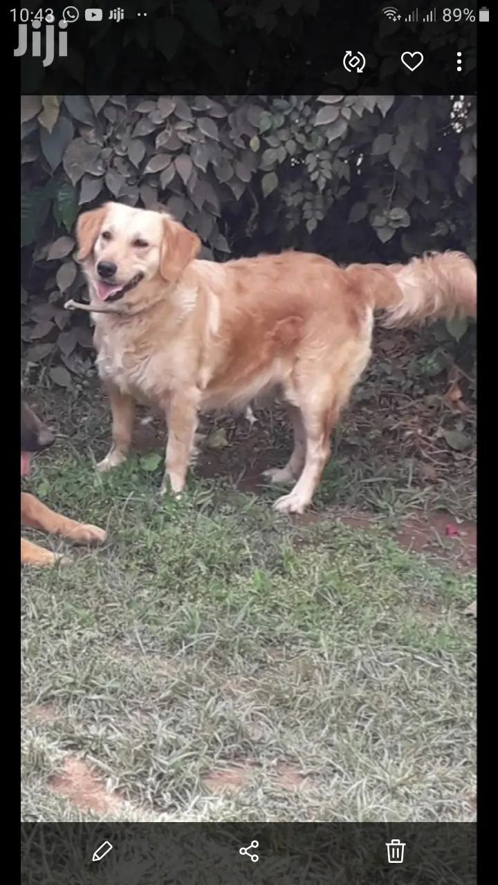 0-1 month Male Purebred Golden Retriever
