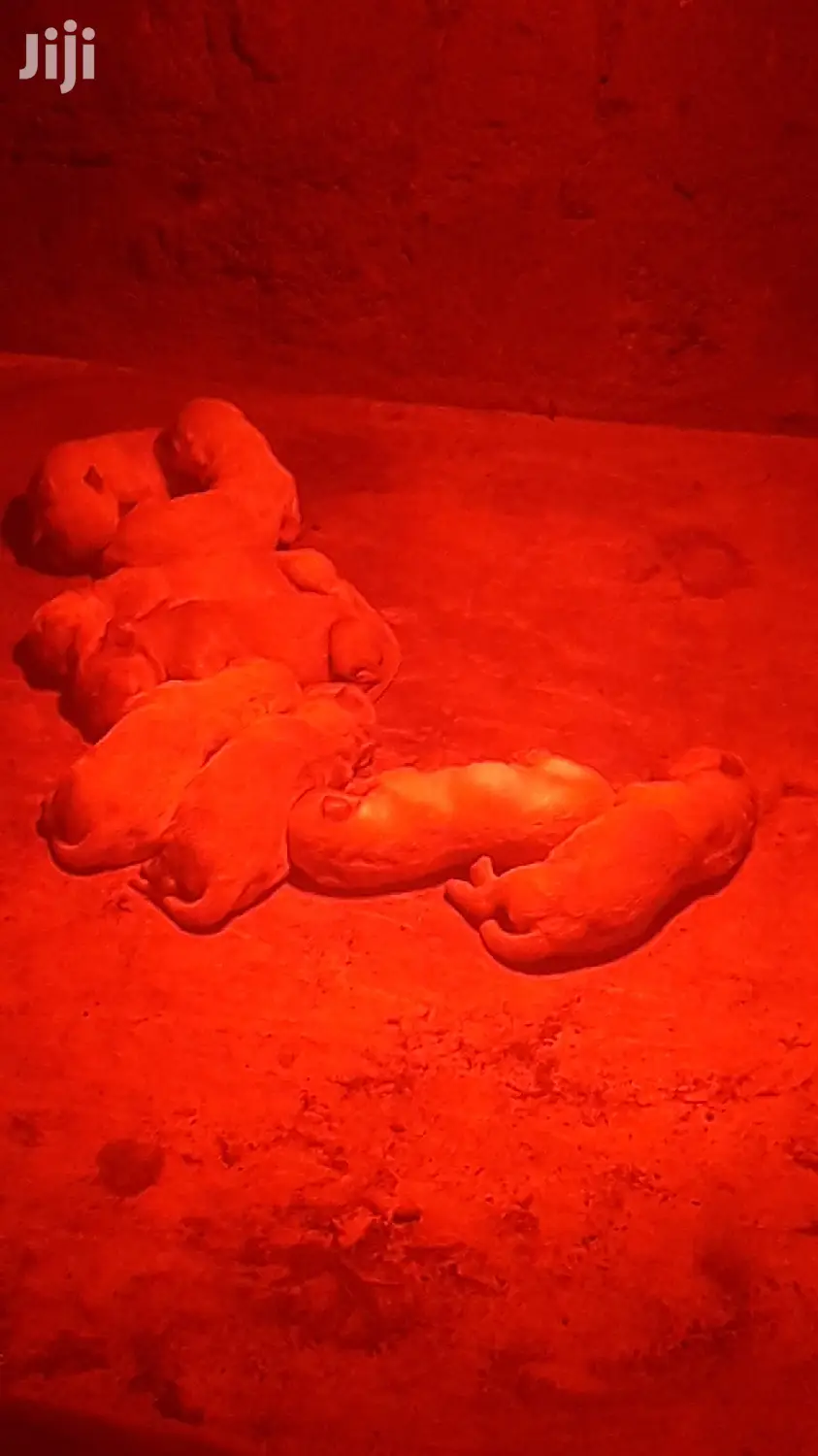 0-1 month Male Purebred Golden Retriever