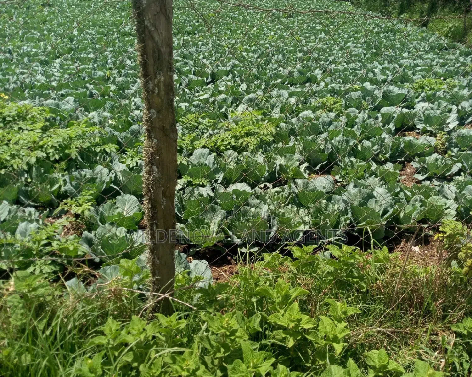 Land on Sale at Ihindu Naivasha