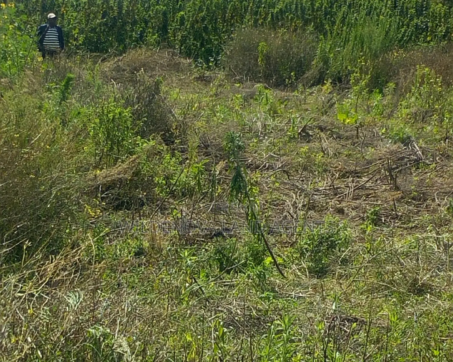 Land on Sale at Ihindu Naivasha