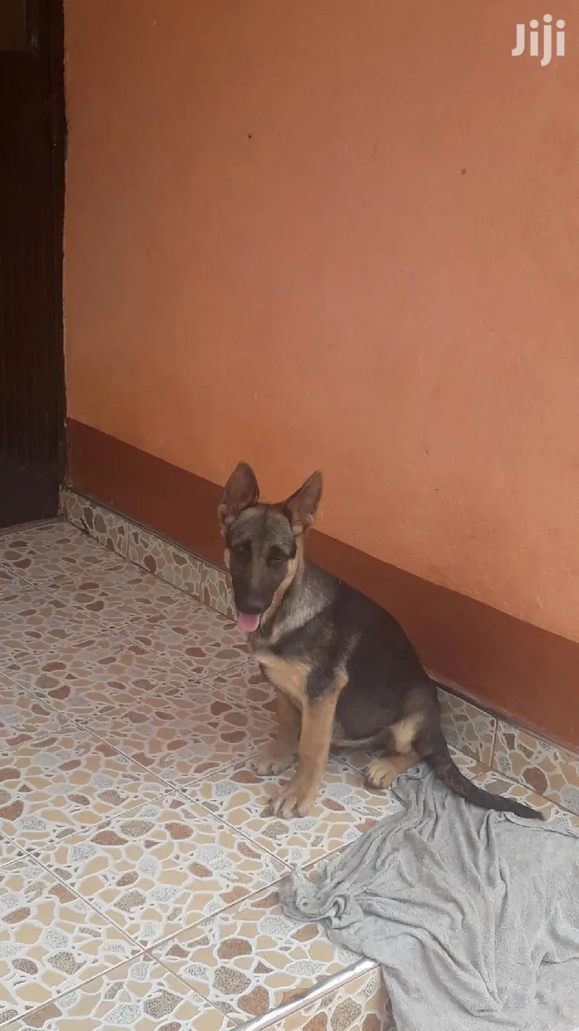 1-3 Month Female Purebred German Shepherd