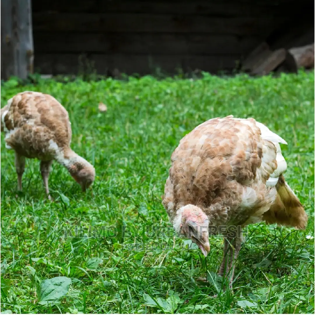 Turkey Chicks / Pullets. Royal Palm White Holland