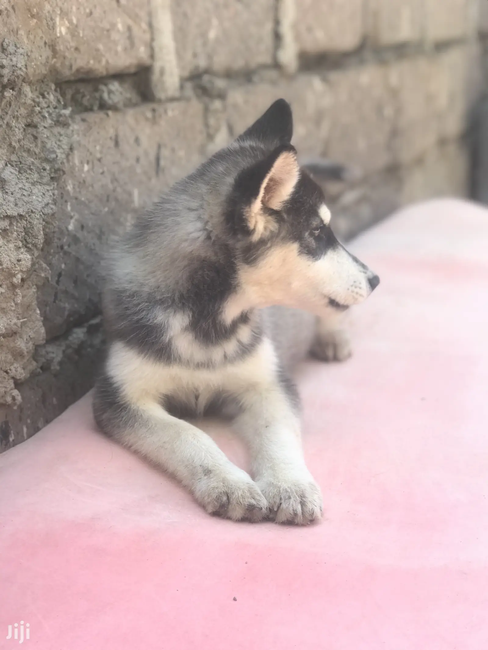 1-3 month Female Purebred Siberian Husky