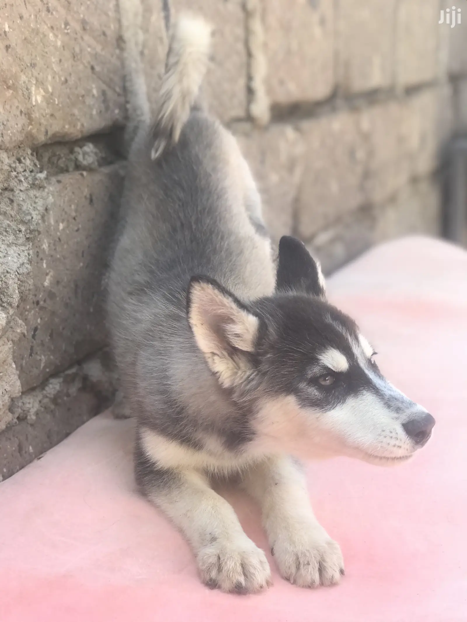1-3 month Female Purebred Siberian Husky