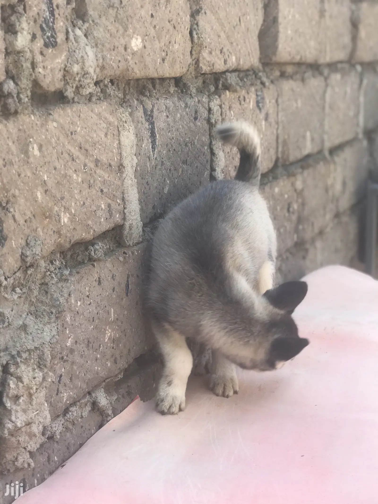 1-3 month Female Purebred Siberian Husky