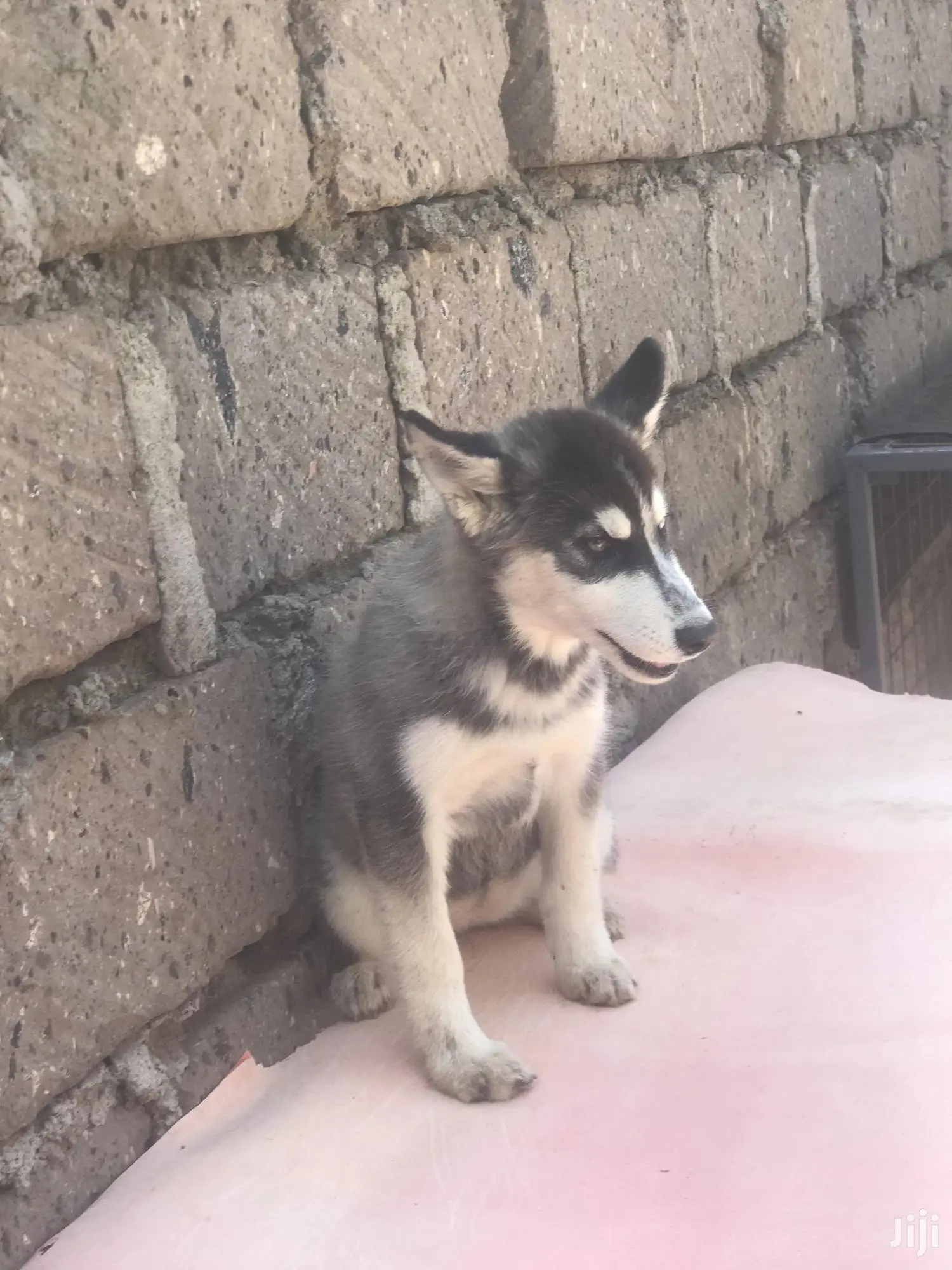 1-3 month Female Purebred Siberian Husky