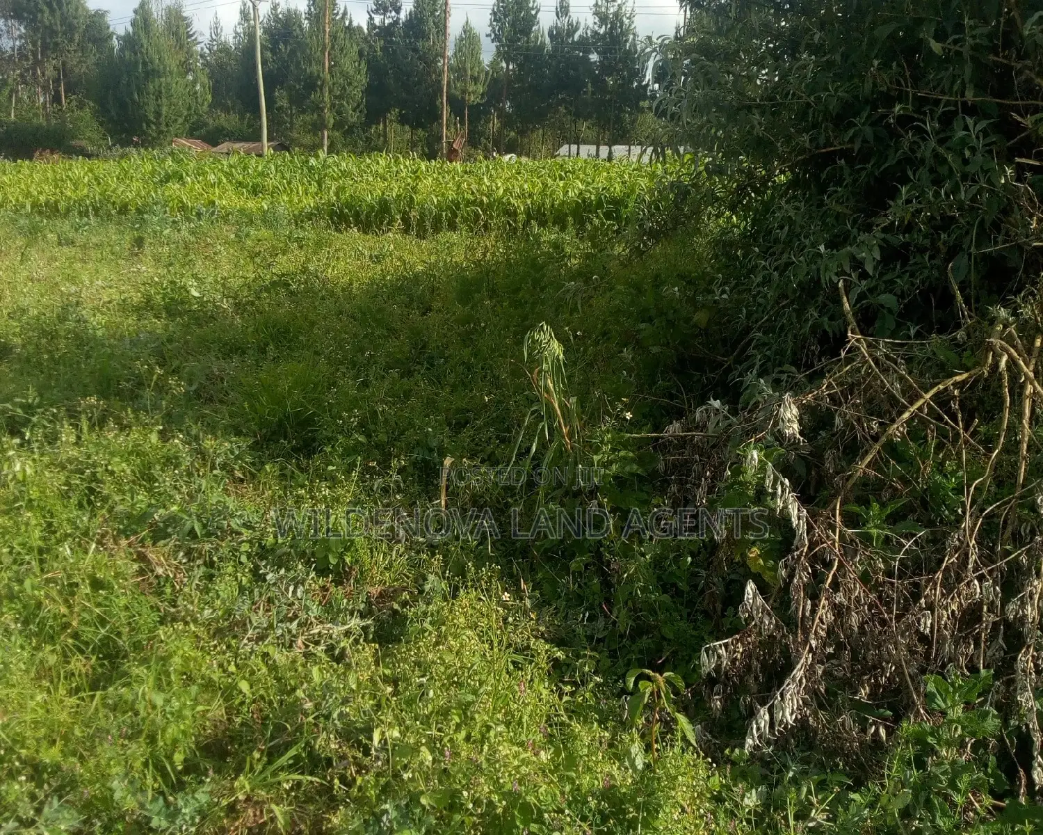 Plots On At Hato Kiambu Kinari