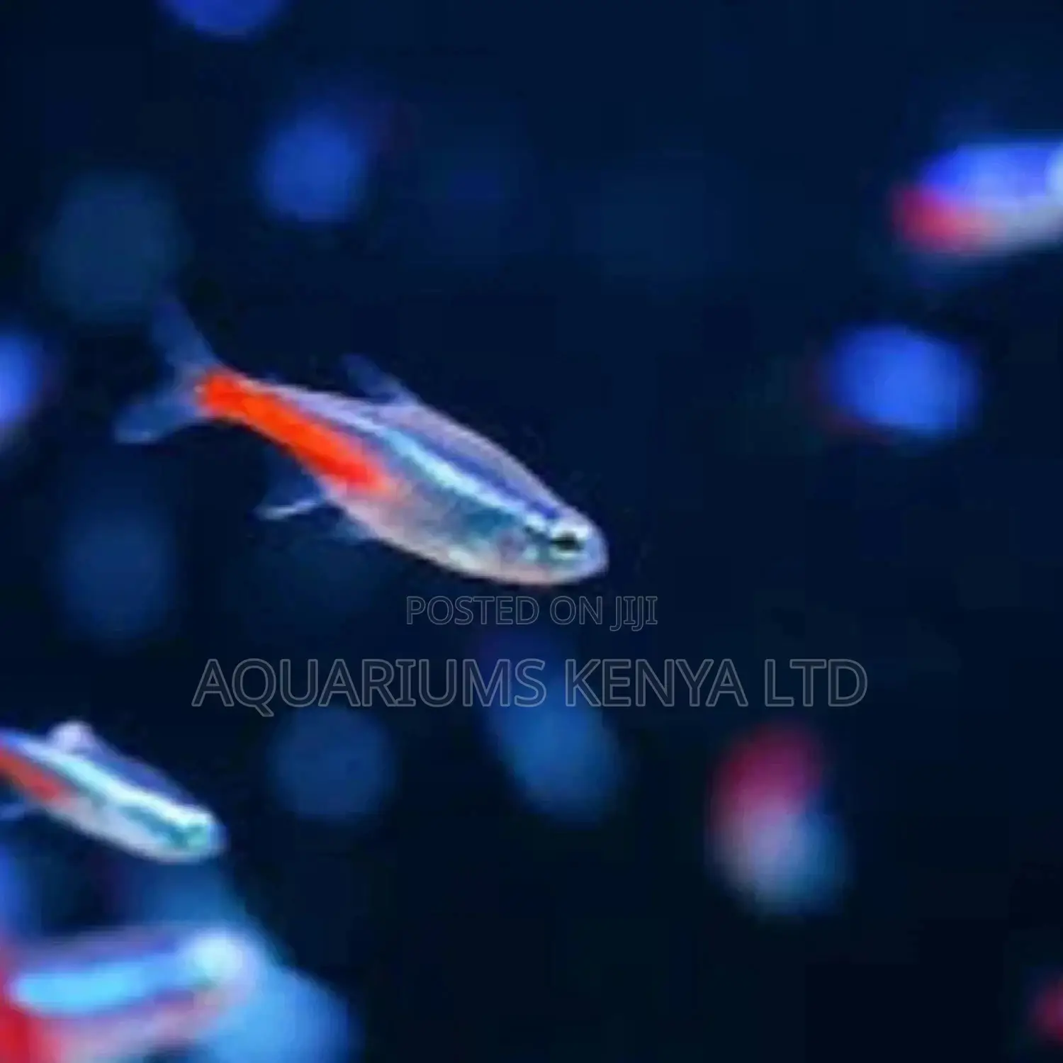 Tetra Aquarium Fish