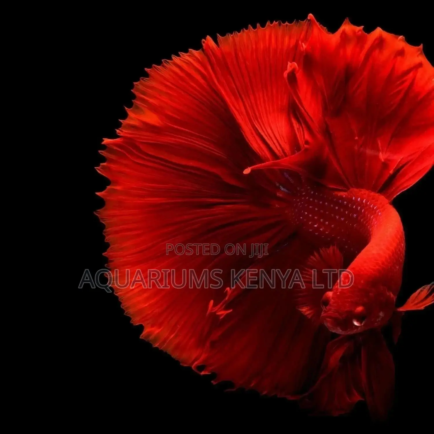 Siamese Fighter Aquarium Fish