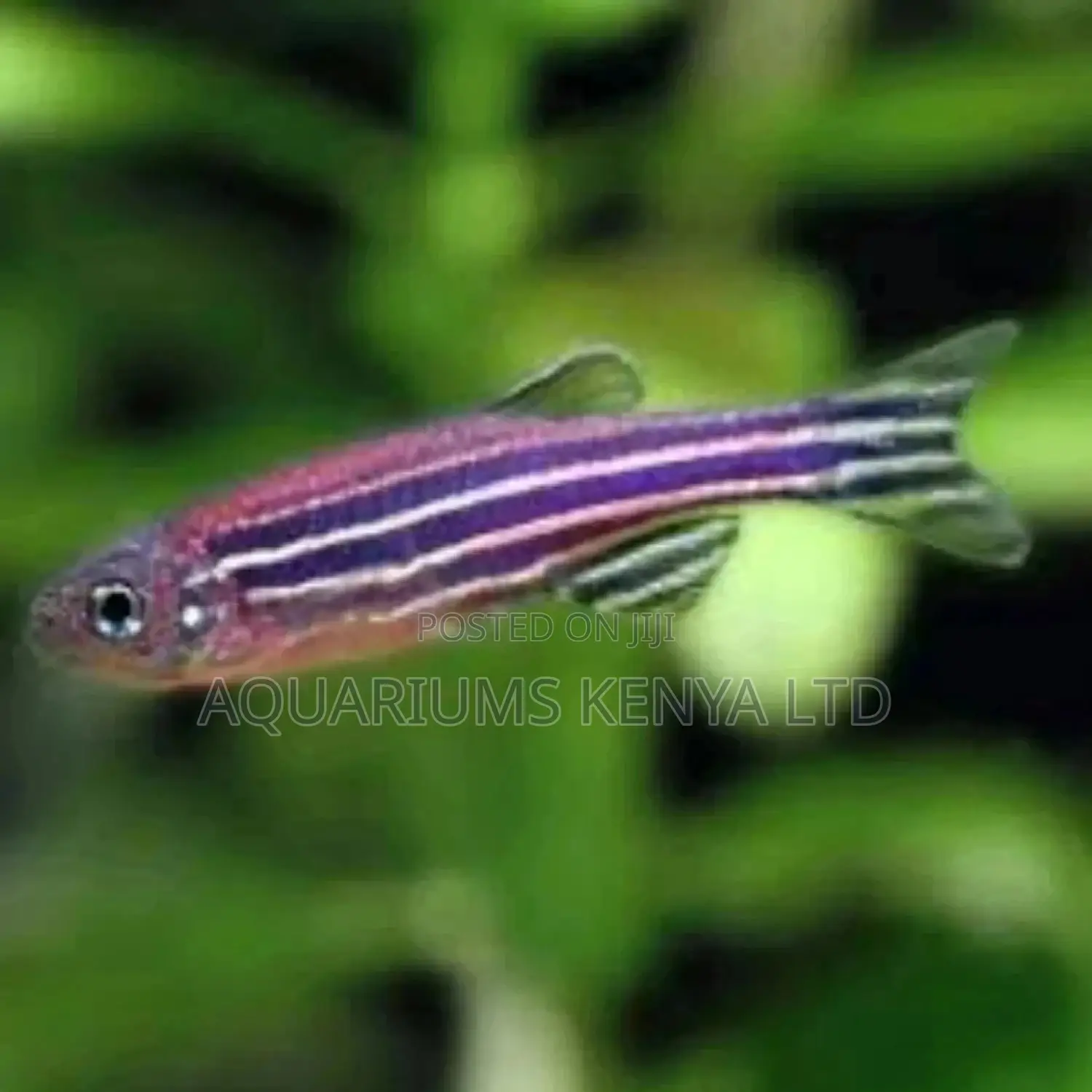 Danio Rario Aquarium Fish