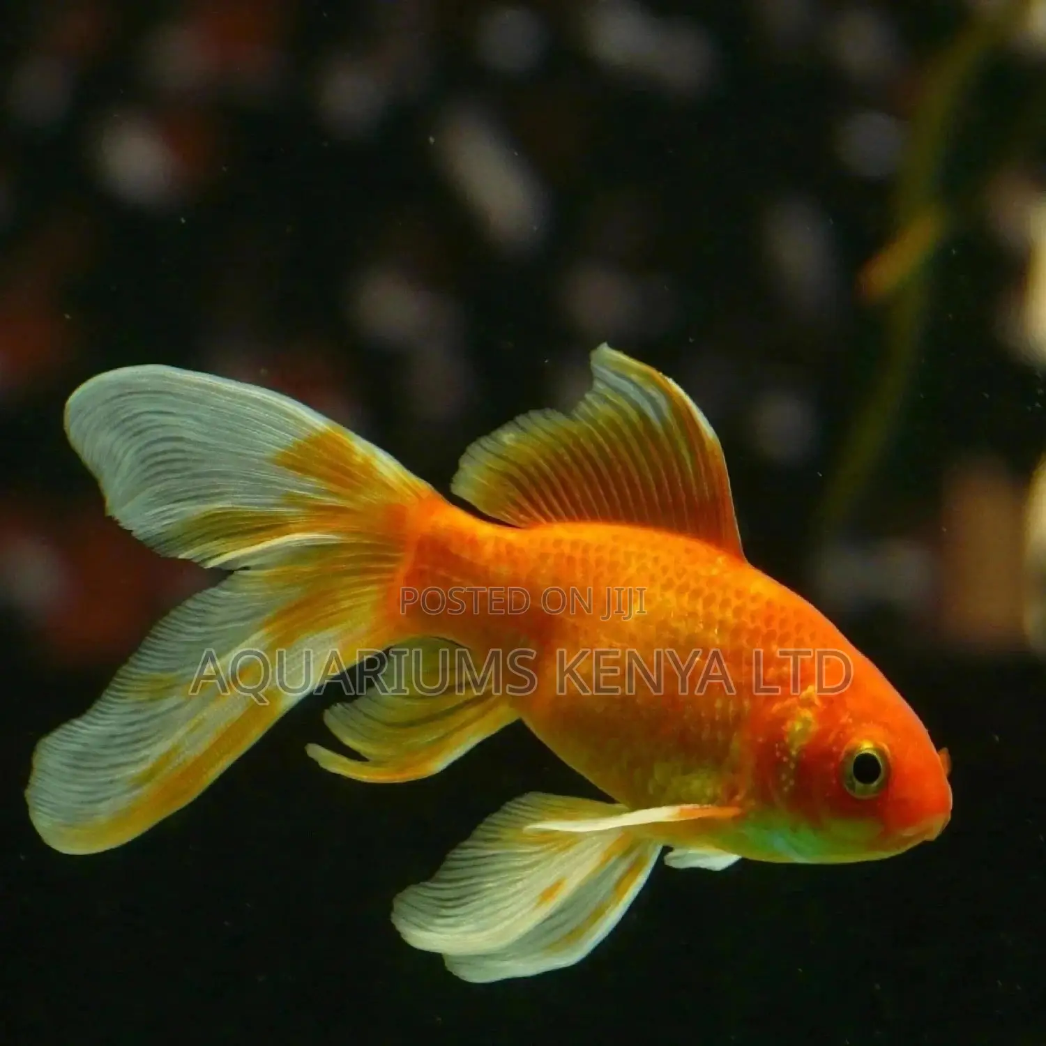 Funtail Gold Fish
