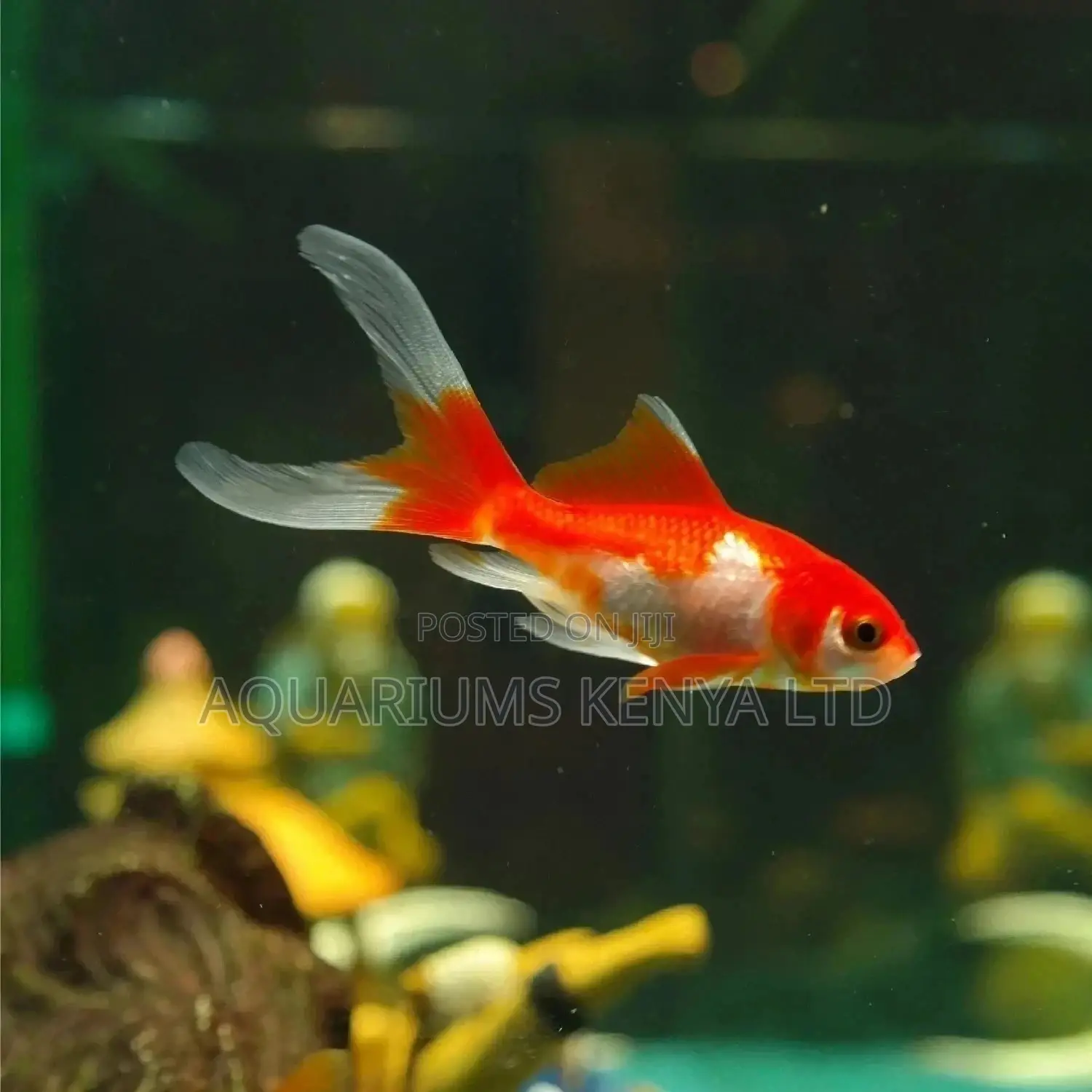 Comet Gold Fish
