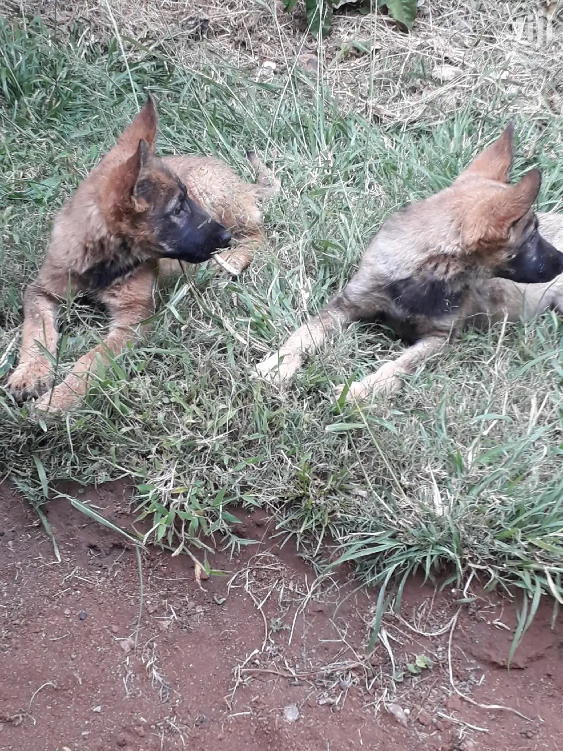 1-3 Month Female Purebred German Shepherd