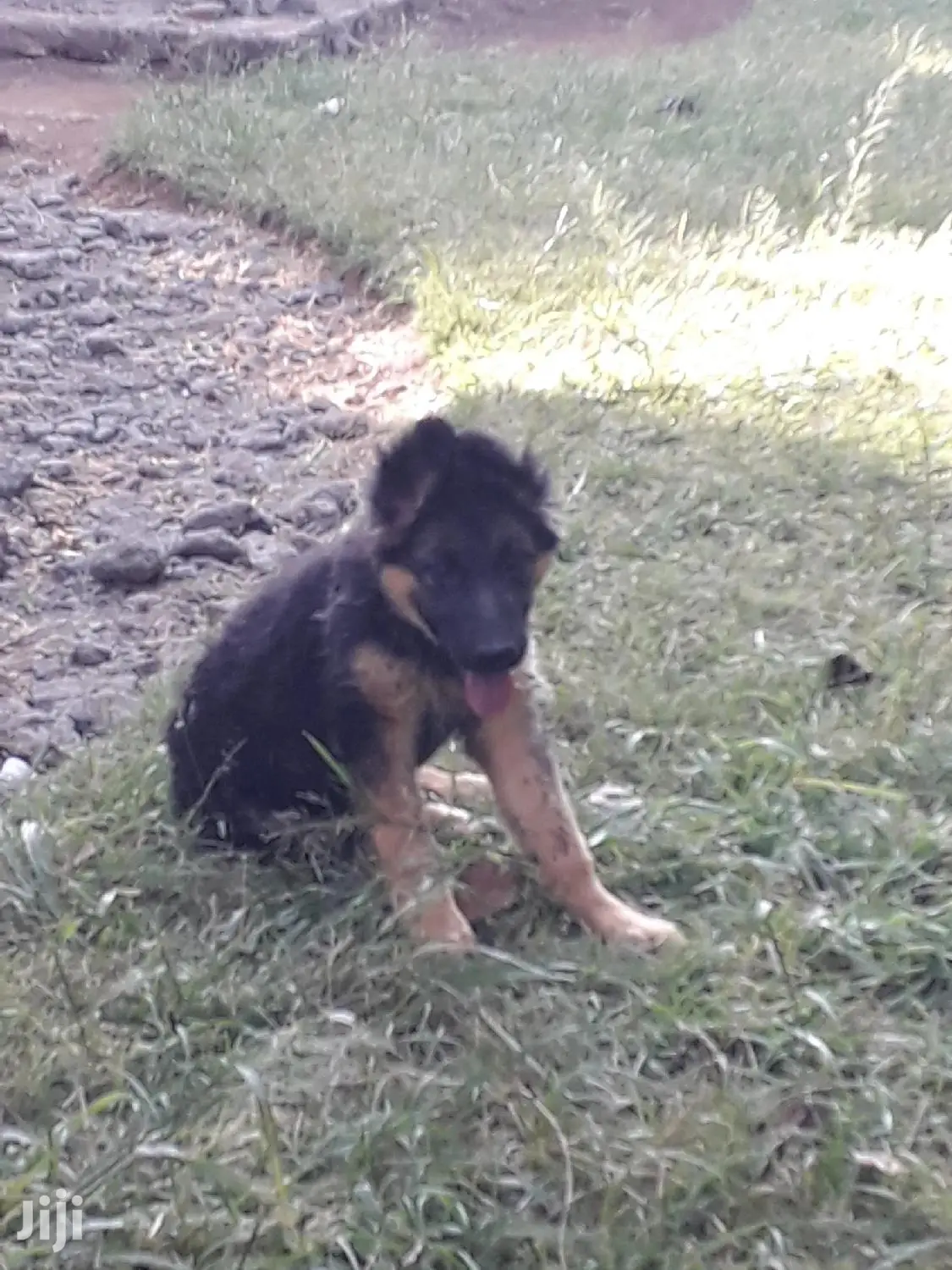 1-3 month Female Purebred German Shepherd