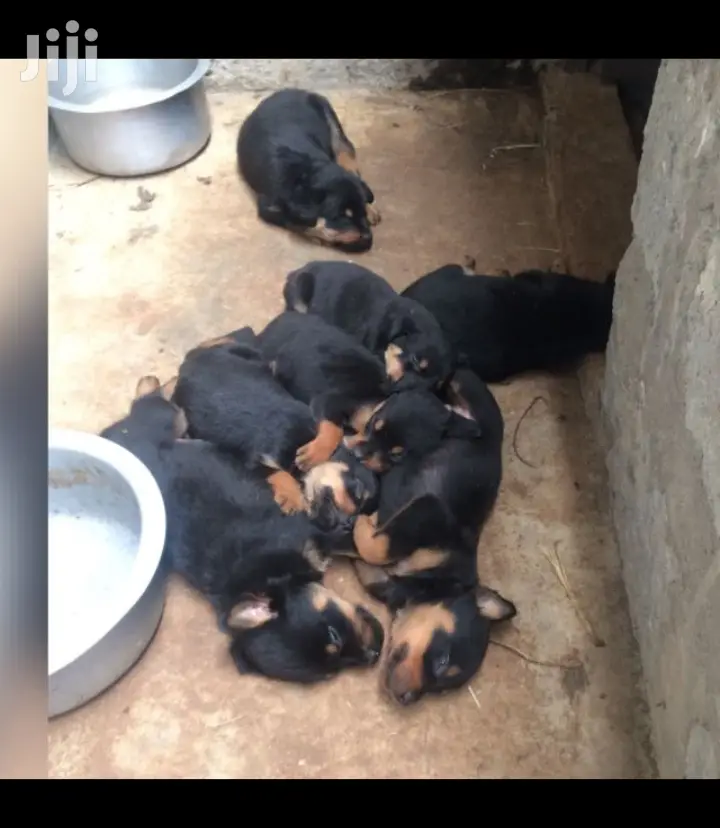 1-3 month Male Purebred Rottweiler