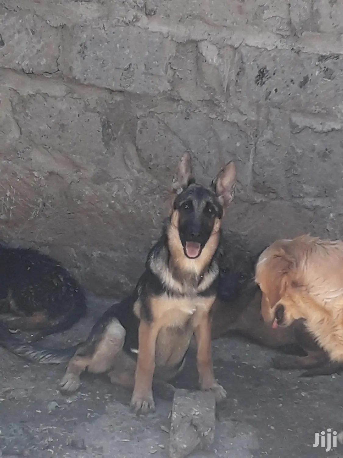 6-12 month Female Purebred German Shepherd