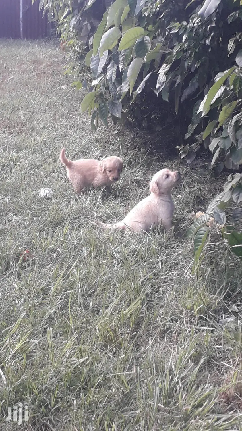 1-3 Month Female Purebred Golden Retriever