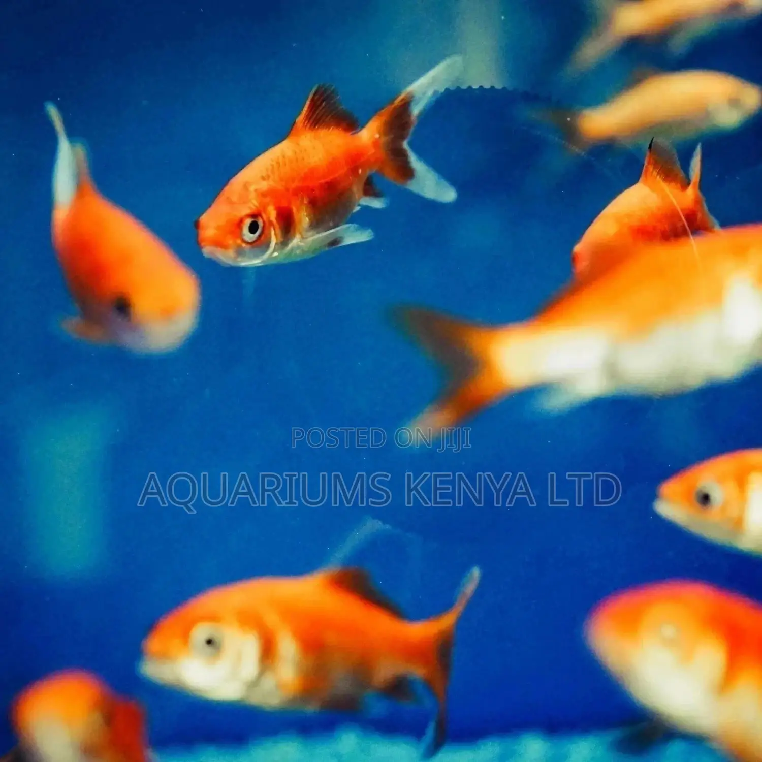 Gold Fish Aquarium Fish