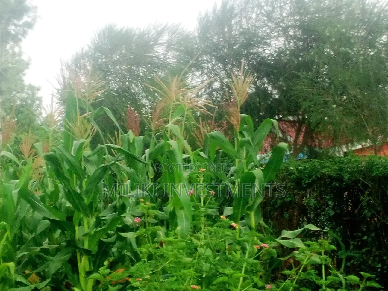 1/2 an Acre Land for Sale at Kenol-Kangangu