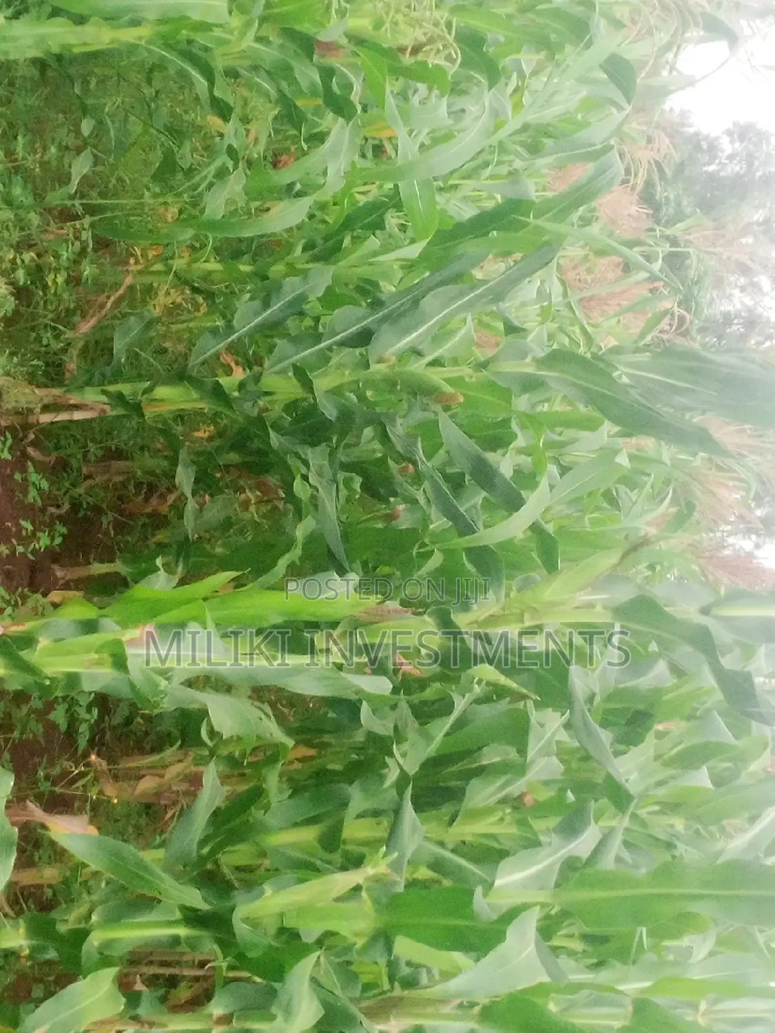 1/2 an Acre Land for Sale at Kenol-Kangangu