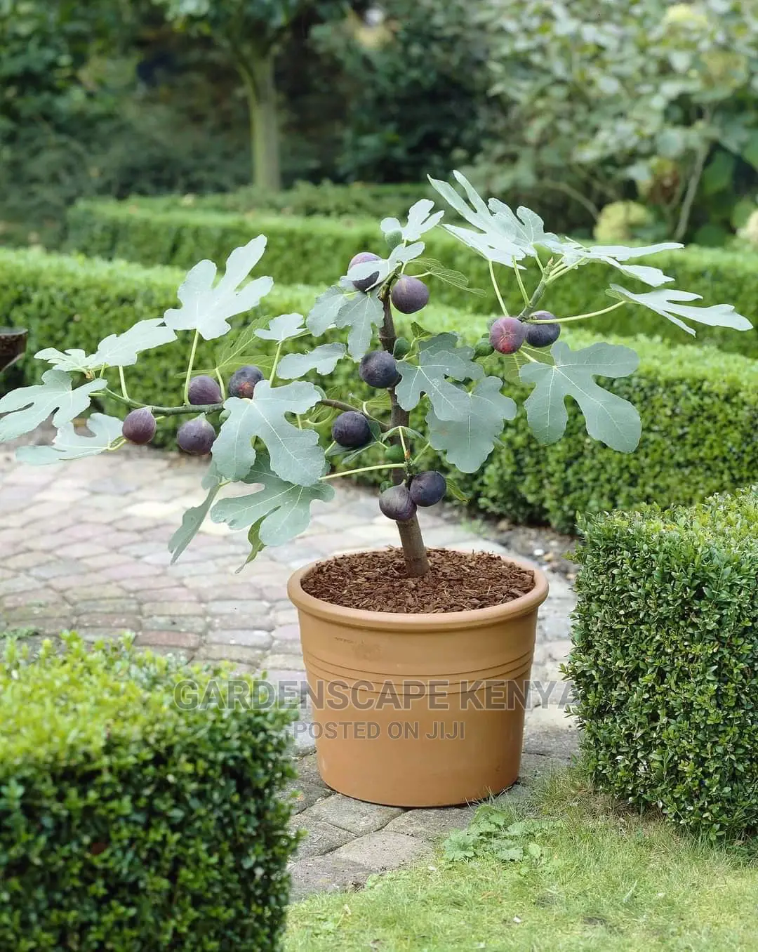 Potted Fig Fruit Tree