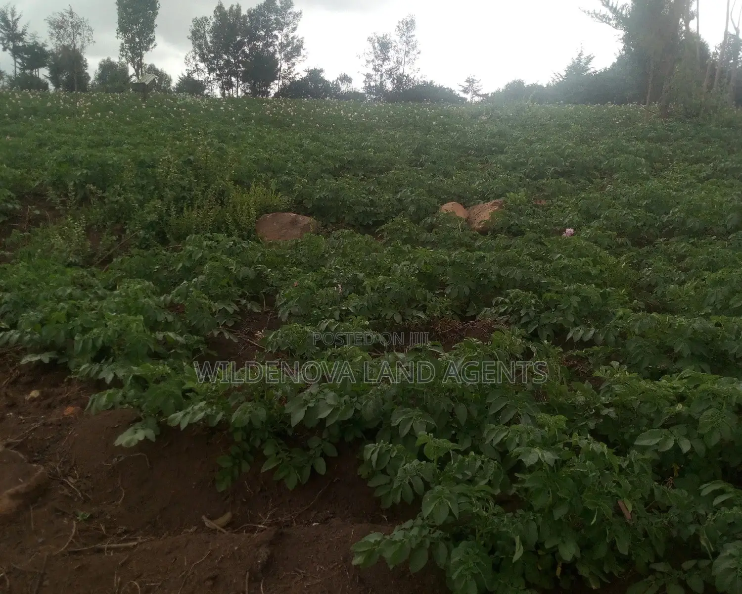 6 Acres on Sale at Heni Near Kio Secondary School