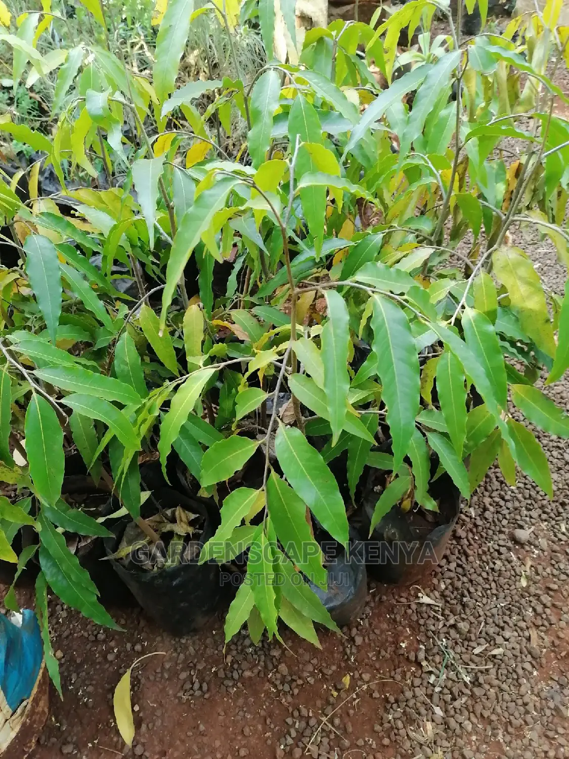 Ashok Trees