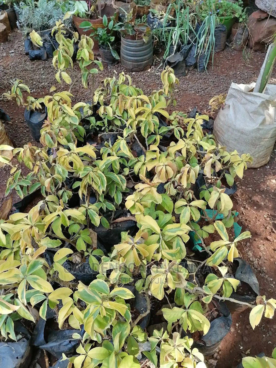 Pereskia Plants