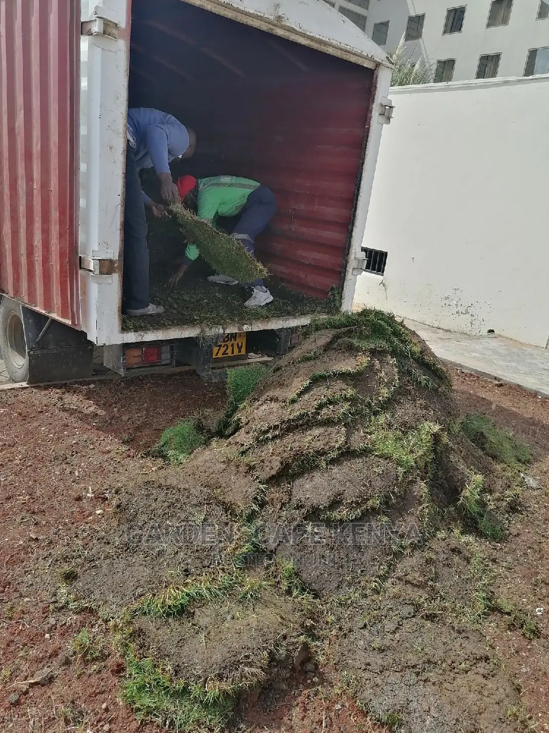 Carpet Grass(Kikuyu Grass) Per Piece