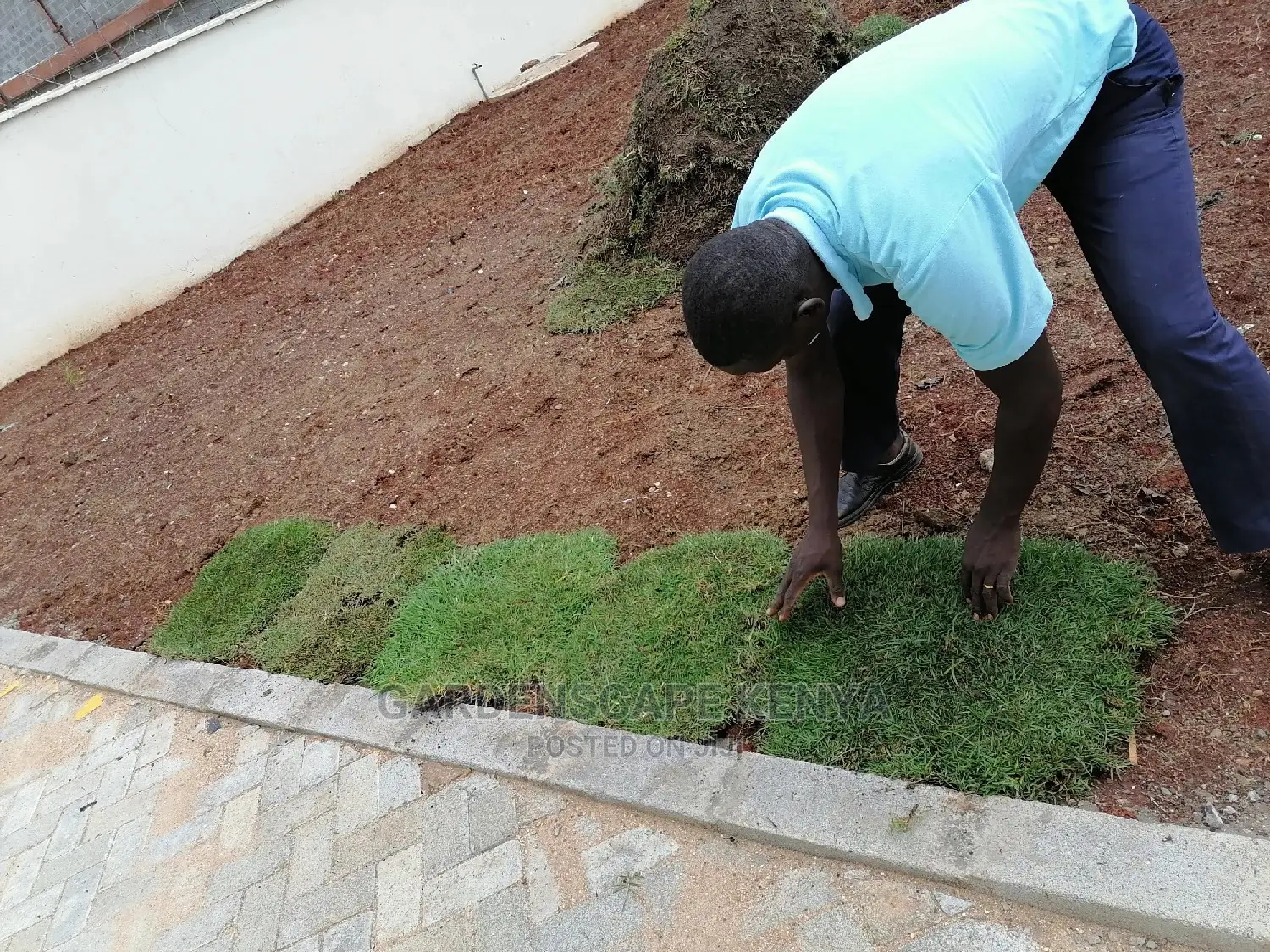 Carpet Grass(Kikuyu Grass) Per Piece