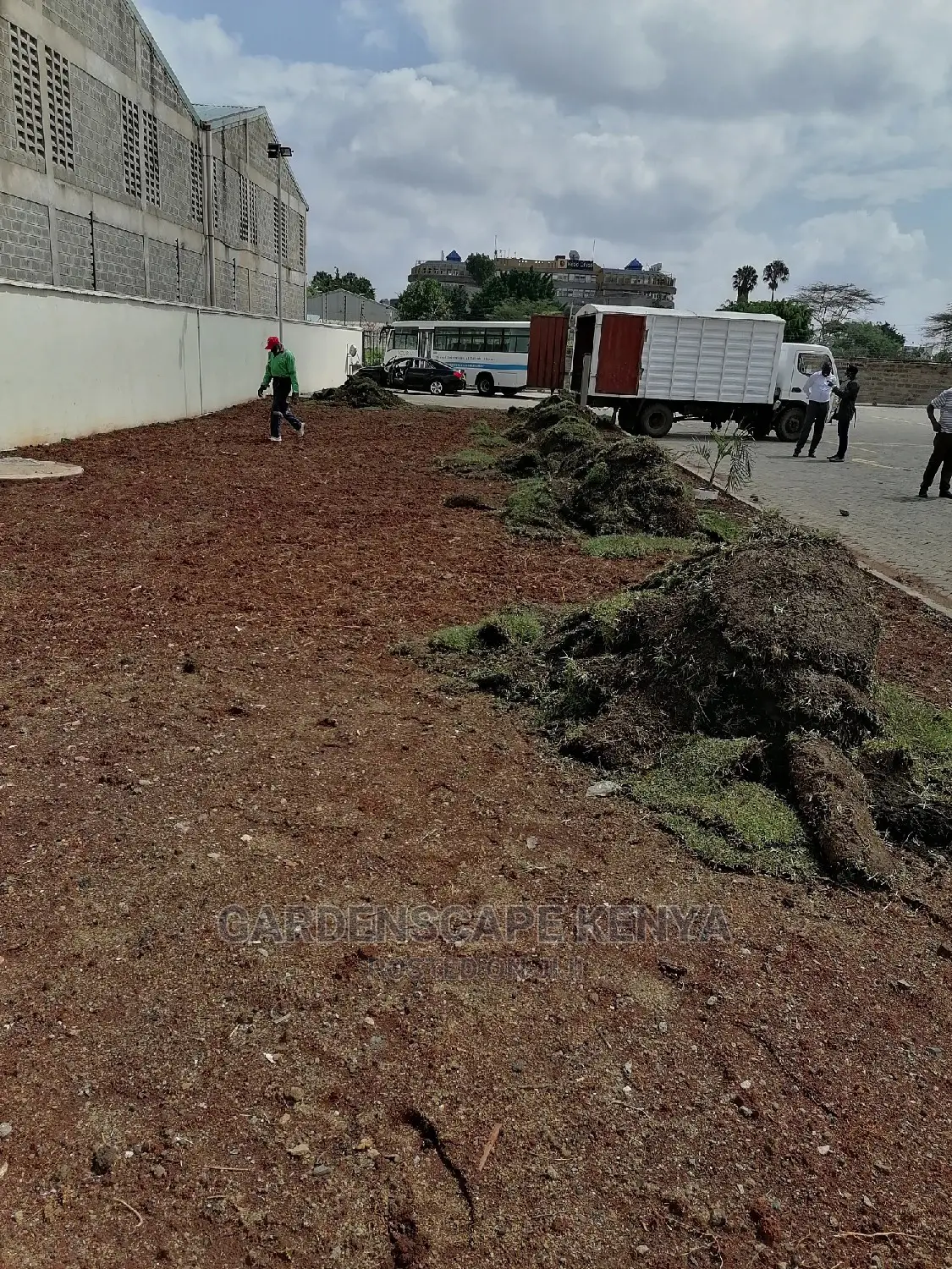 Carpet Grass(Kikuyu Grass) Per Piece